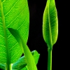 Canon camera photo